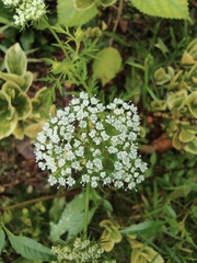 Cnidium monnieri