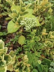 Cnidium monnieri