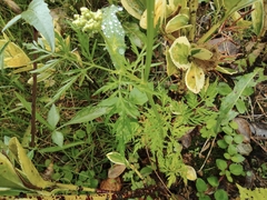 Cnidium monnieri