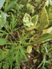 Cnidium monnieri
