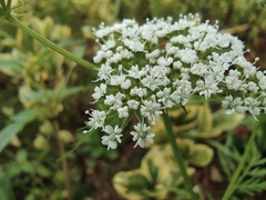 Cnidium monnieri