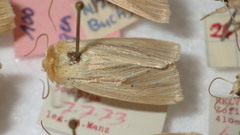 Mythimna pallens