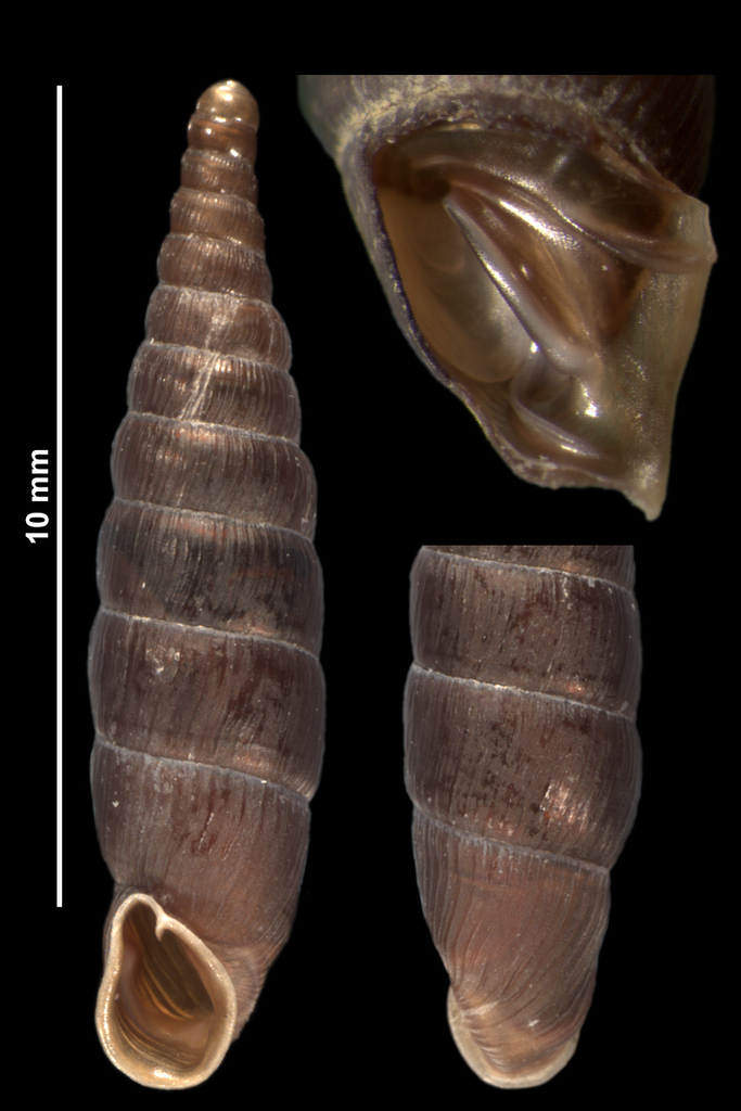 Neostyriaca corynodes