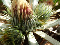 Onopordum acaulon