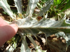 Onopordum acaulon