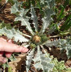 Onopordum acaulon