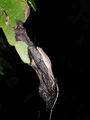 Anolis apletophallus