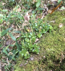 Peperomia catharinae