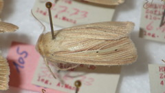 Mythimna pallens