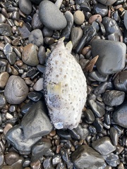 Chilomycterus reticulatus