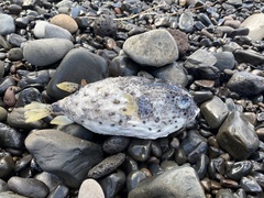 Chilomycterus reticulatus