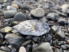 Chilomycterus reticulatus