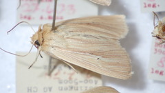 Mythimna pallens