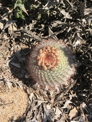 Parodia scopa
