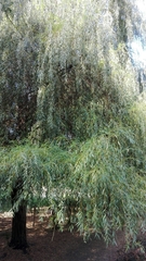 Salix × sepulcralis