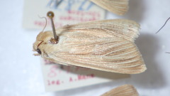 Mythimna pallens