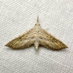 Stenopaltis lithina