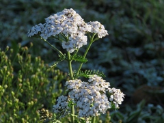Achillea asiatica