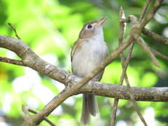 Vireo bairdi