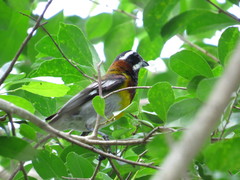 Spindalis zena benedicti