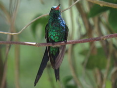 Cynanthus forficatus
