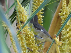 Coereba flaveola caboti