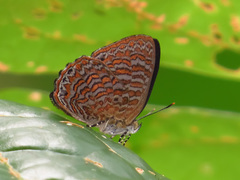 Poritia sumatrae