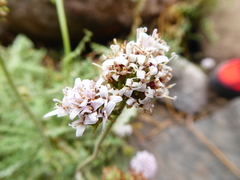 Polyachyrus sphaerocephalus