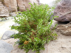 Ophryosporus peruvianus