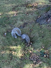 Sciurus carolinensis