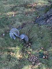Sciurus carolinensis