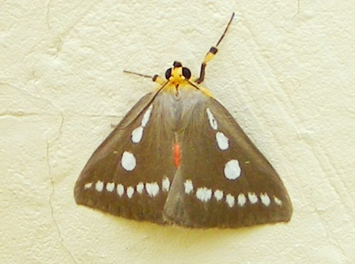 Calesia zambesita
