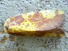 Copifrontia xantherythra