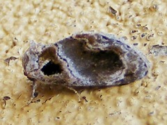 Protarache melaphora