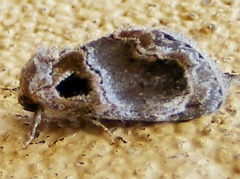 Protarache melaphora