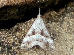 Hypena tetrasticta