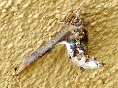 Marathyssa cuneata