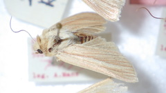 Mythimna pallens