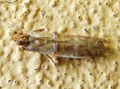 Pyralidae