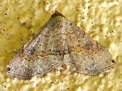 Rhesala moestalis