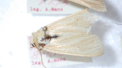 Mythimna pallens