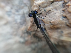 Zygoptera