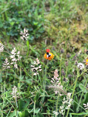Bombus