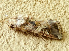 Spodoptera littoralis