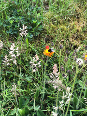 Bombus