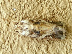 Spodoptera littoralis