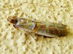 Pyralidae