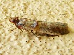 Pyralidae