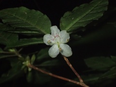 Rhododendron semibarbatum