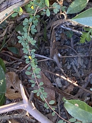 Phyllanthus cochinchinensis